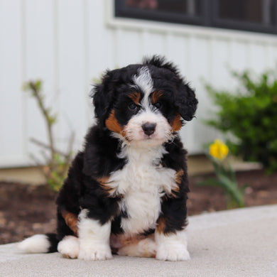 Walter - Available 4/30