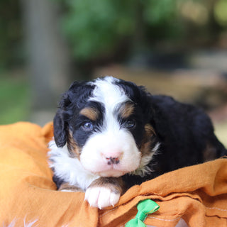 Zorro