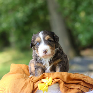 Peanut
