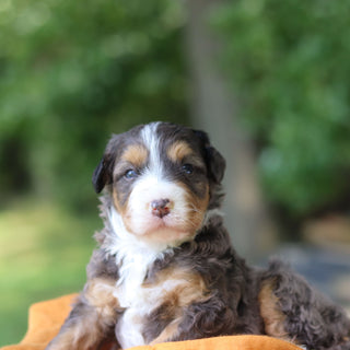 Peanut
