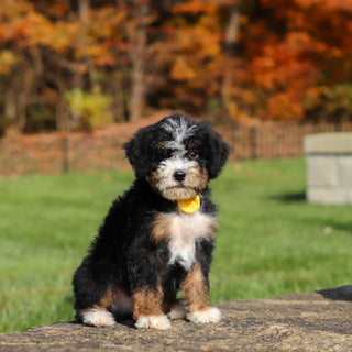 Corbin - Available 11/12