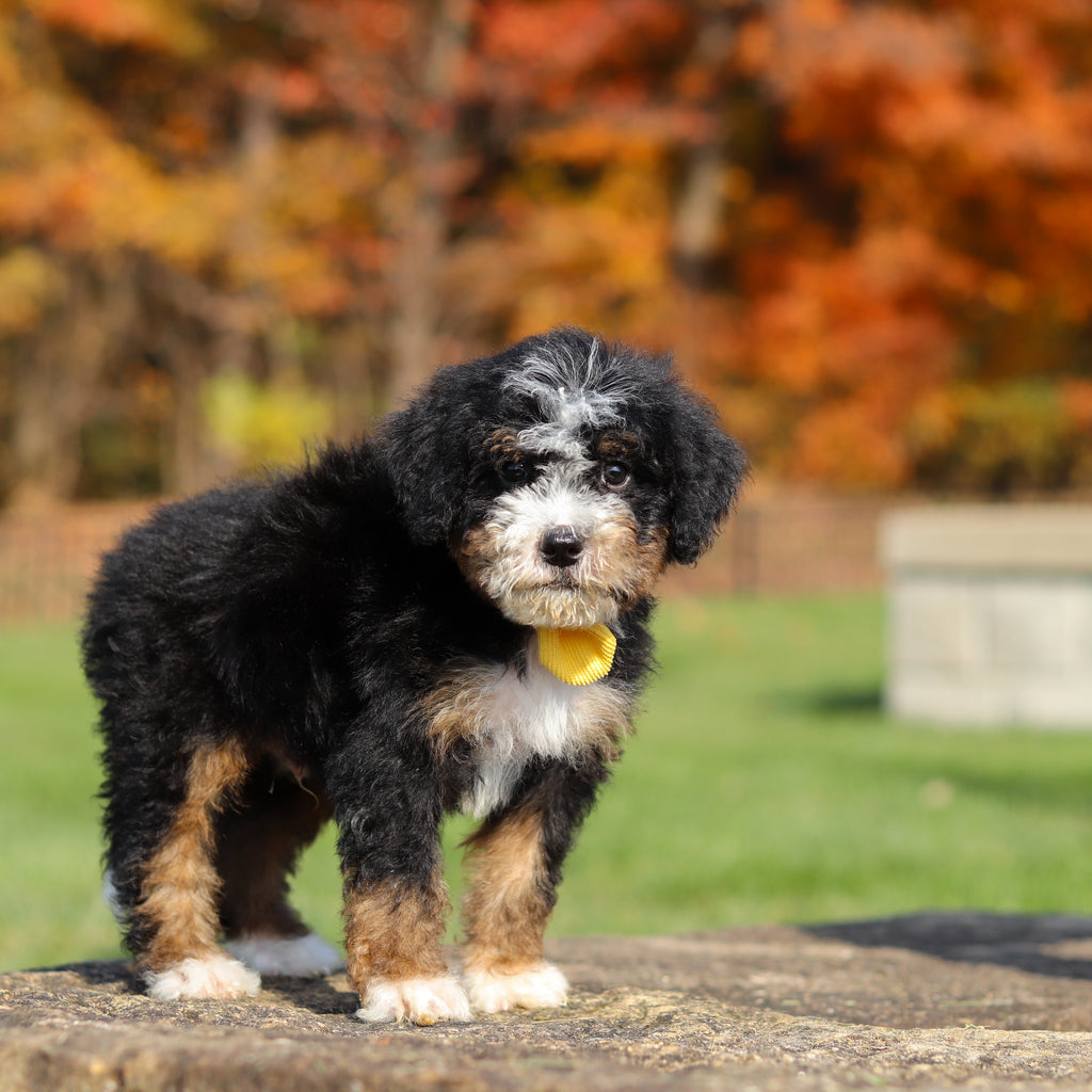 Corbin - Available 11/12