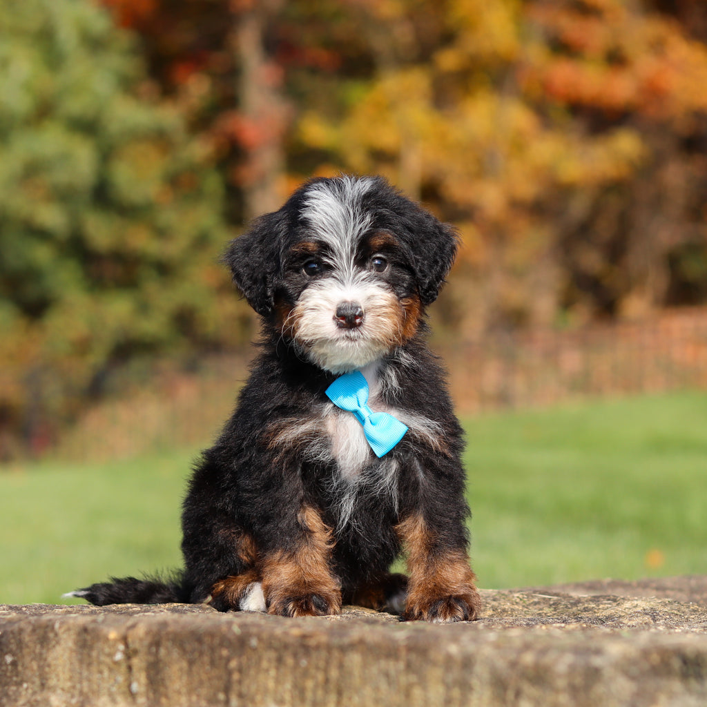Carson - Available 11/12