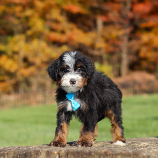 Carson - Available 11/12