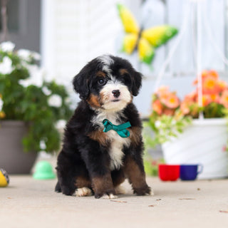 Loki - Available 8/27