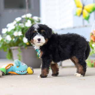 Loki - Available 8/27