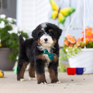 Loki - Available 8/27