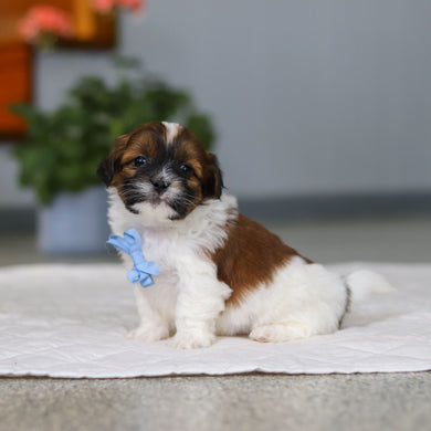 Moose - Available 5/21