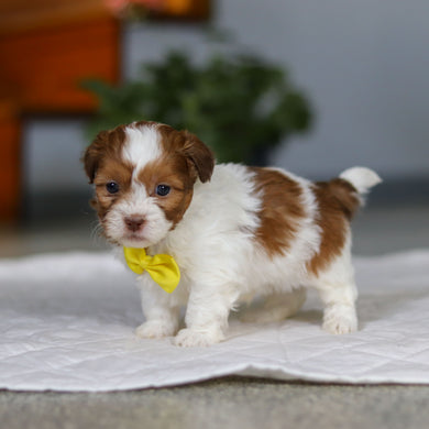 Mack - Available 5/21