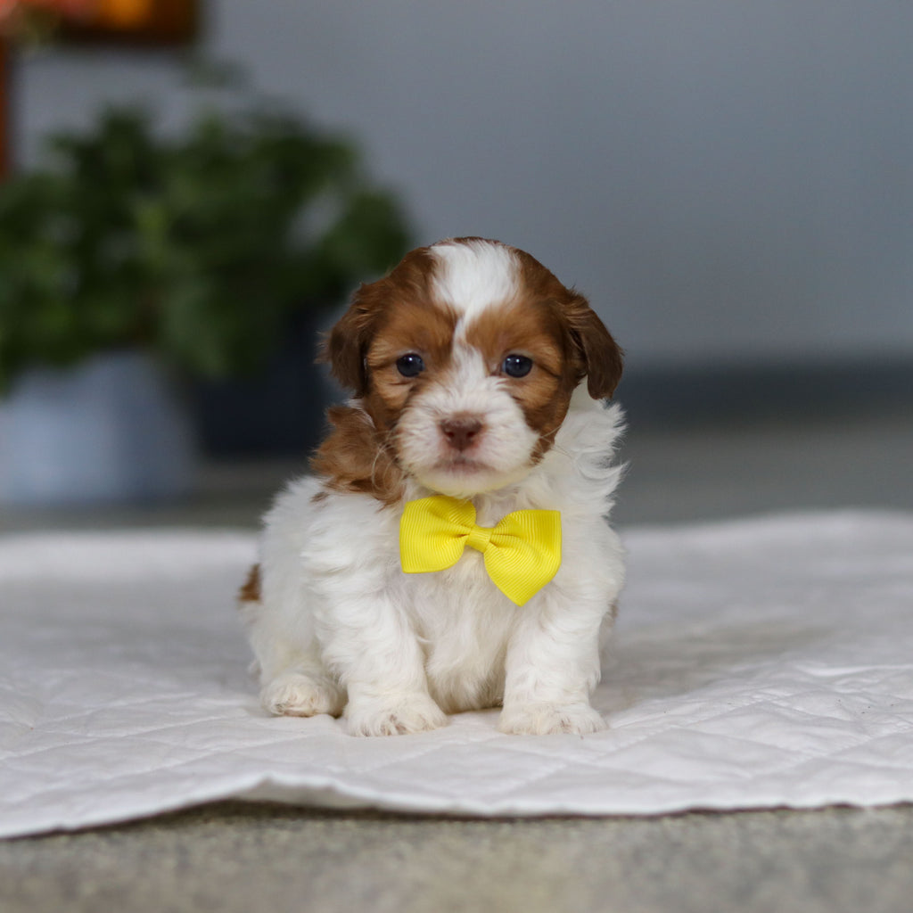 Mack - Available 5/21