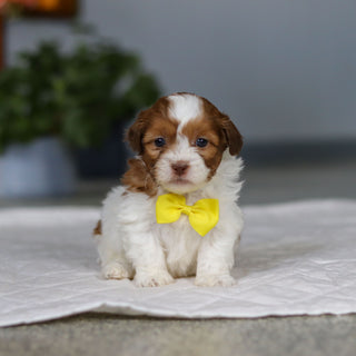 Mack - Available 5/21