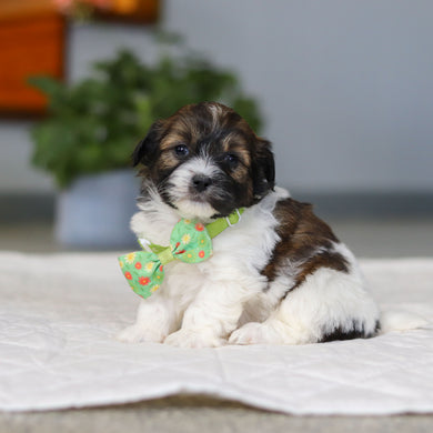 Martin - Available 5/21