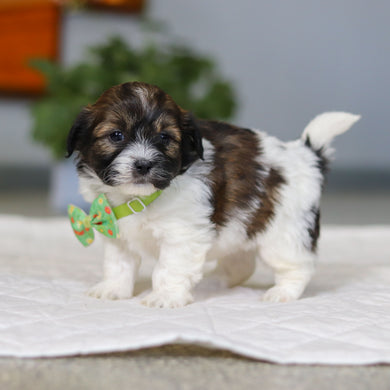 Martin - Available 5/21