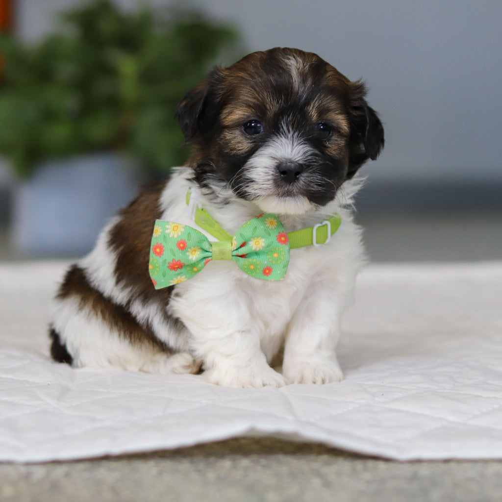 Martin - Available 5/21