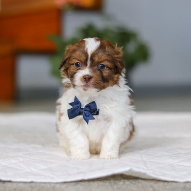 Moe - Available 5/21