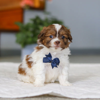 Moe - Available 5/21