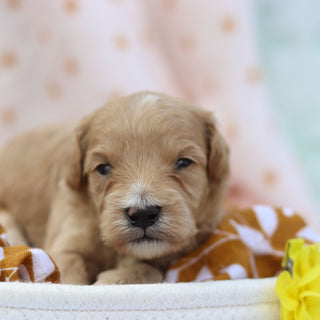 Piper