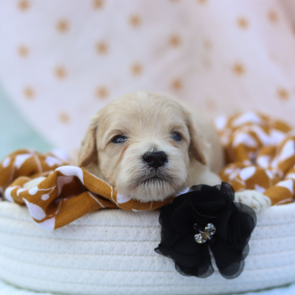 Harper