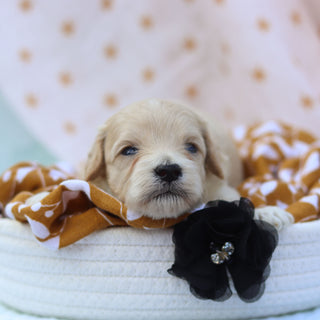 Harper