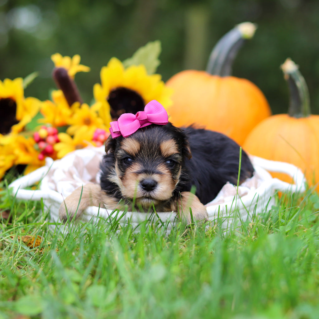 Sasha - Available 10/29