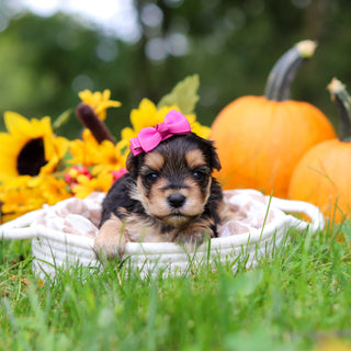 Sasha - Available 10/29