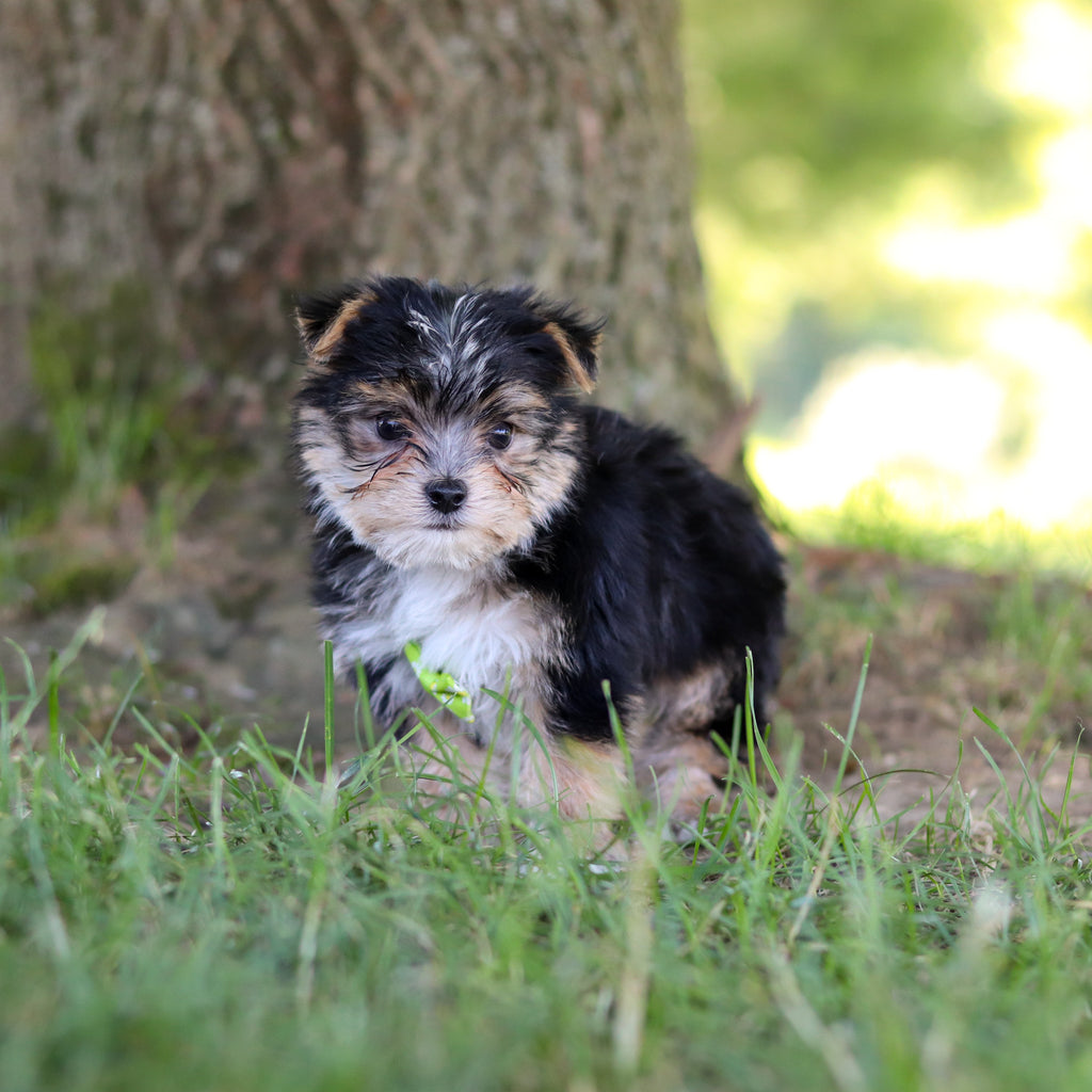 Wesley - Available 7/9