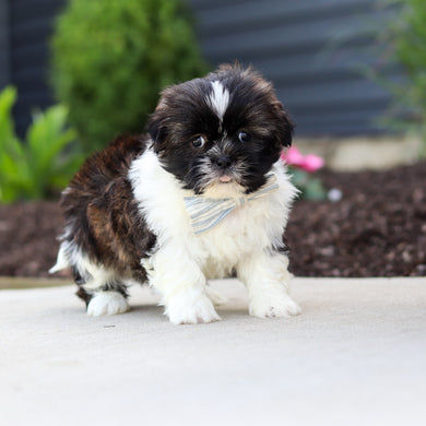 Theo - Available 7/2