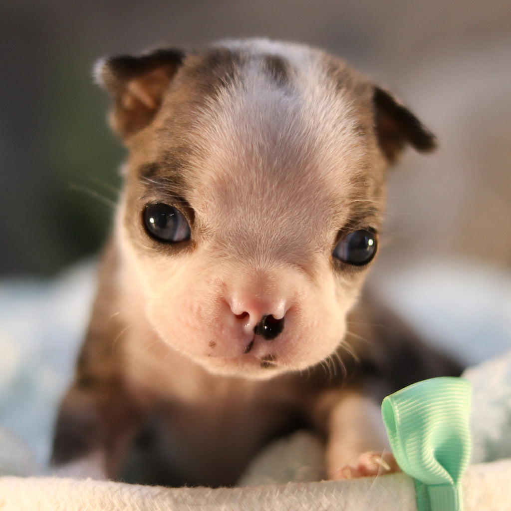 Winnie