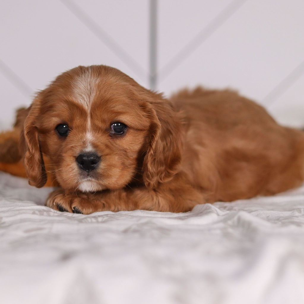 Frito - Available Now