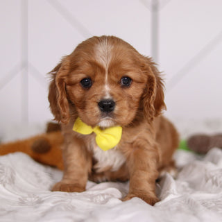 Frito - Available Now