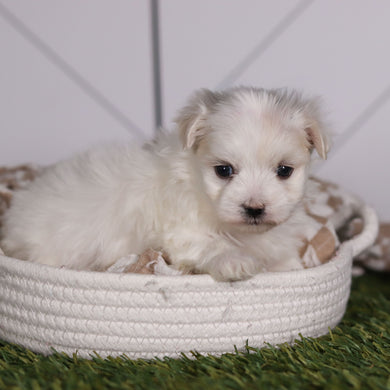 Marbles - Available 2/11