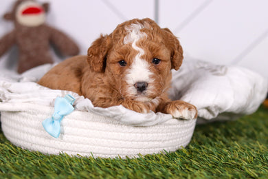 Morris - Available 2/26