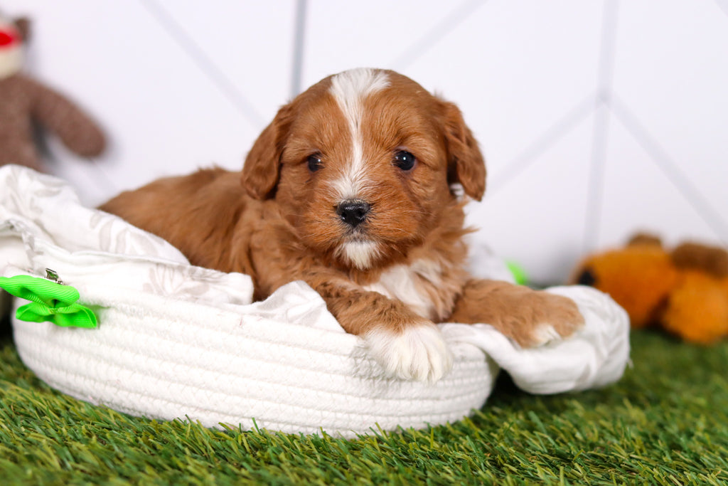 Monty - Available 2/26