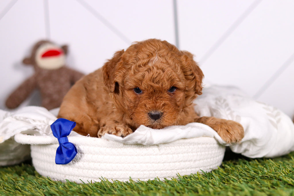 Mills - Available 2/26