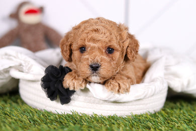 Marty - Available 2/26