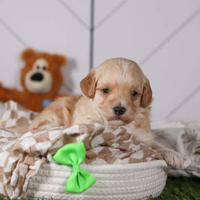 Frankie - Available 3/19