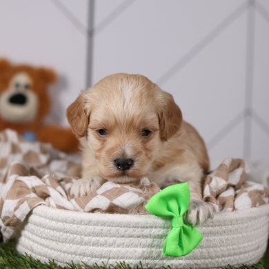 Frankie - Available 3/19