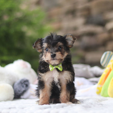 Marco - Available 9/3
