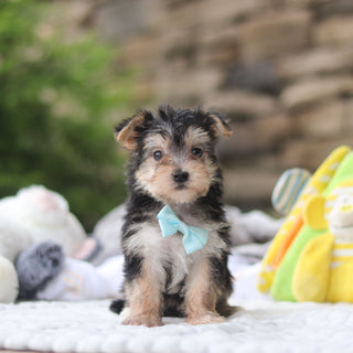 Markie - Available 8/27