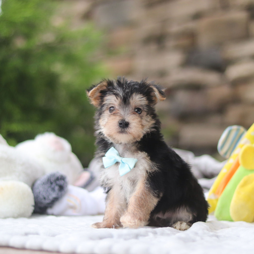 Markie - Available 8/27
