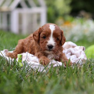 Bruno - Available 8/27