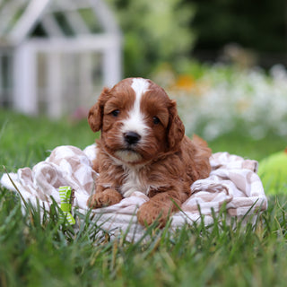 Bruno - Available 8/27
