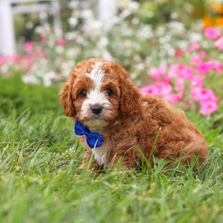 Bronx - Available 8/27