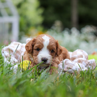 Bronx - Available 8/27