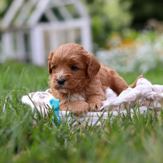 Brody - Available 8/27