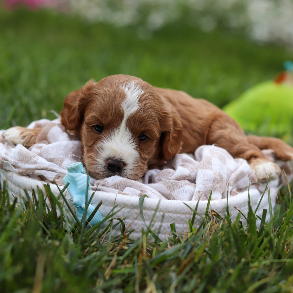 Brooks - Available 8/27