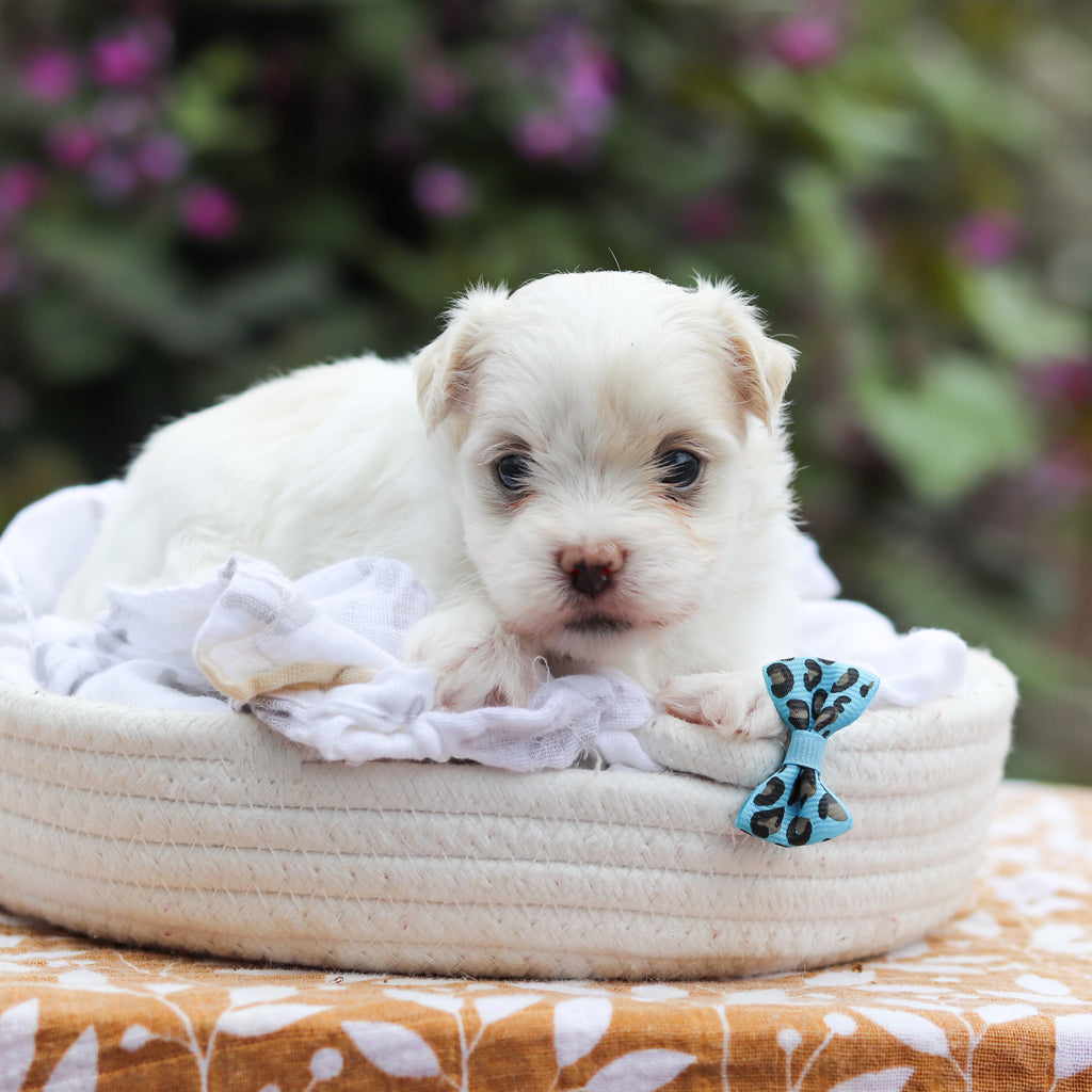 Domino - Available 9/24