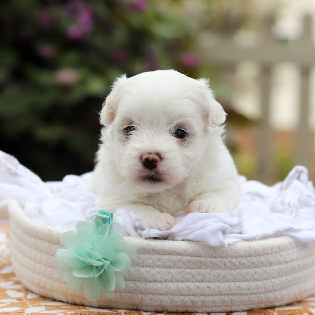 Dougie - Available 9/24