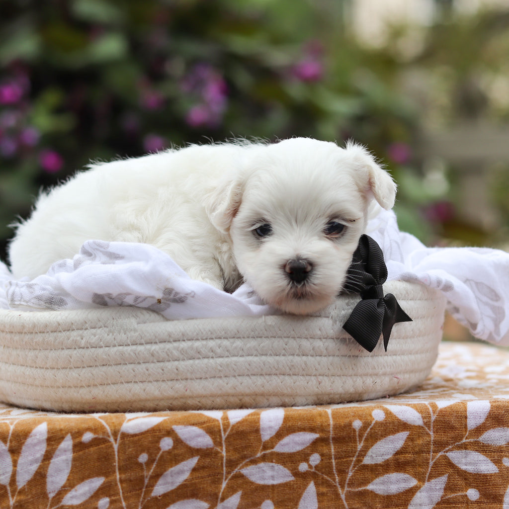 Derrick - Available 9/24