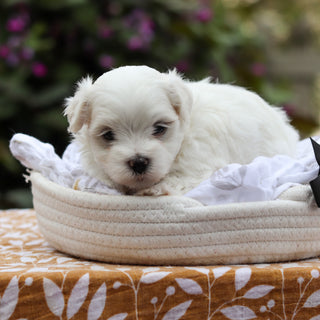 Derrick - Available 9/24